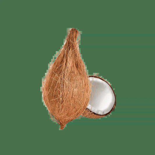 - 1 Stück Frische Kokosnuss (Für Pooja)